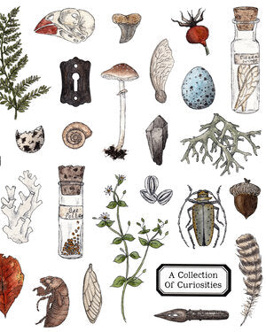 Children's Collection of Curiosities